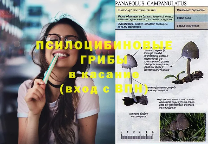 Галлюциногенные грибы GOLDEN TEACHER  купить закладку  Дзержинский 